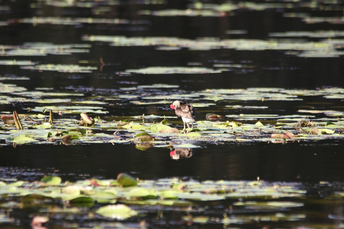 Comb-crested Jacana - ML293487351