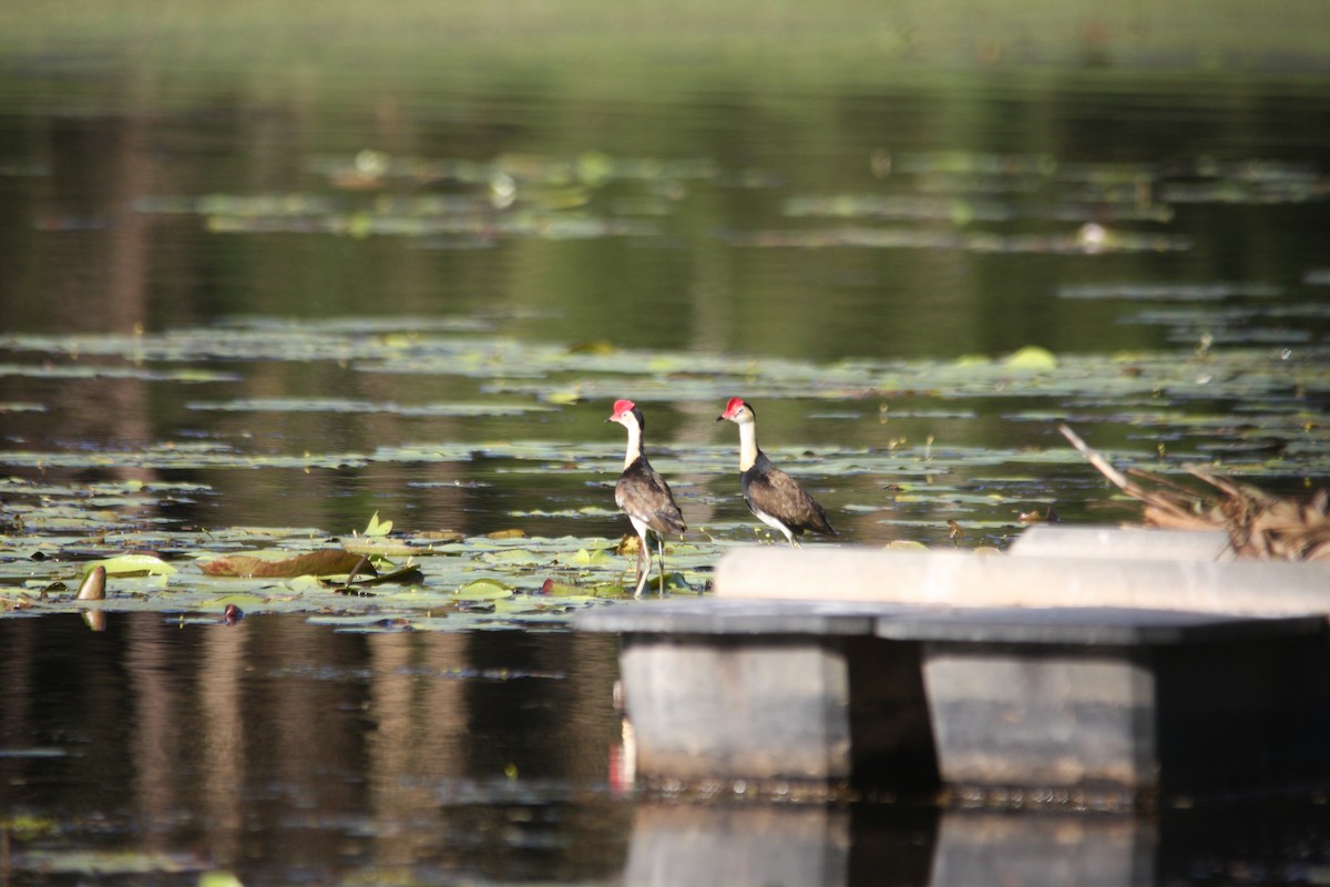 Comb-crested Jacana - ML293487411