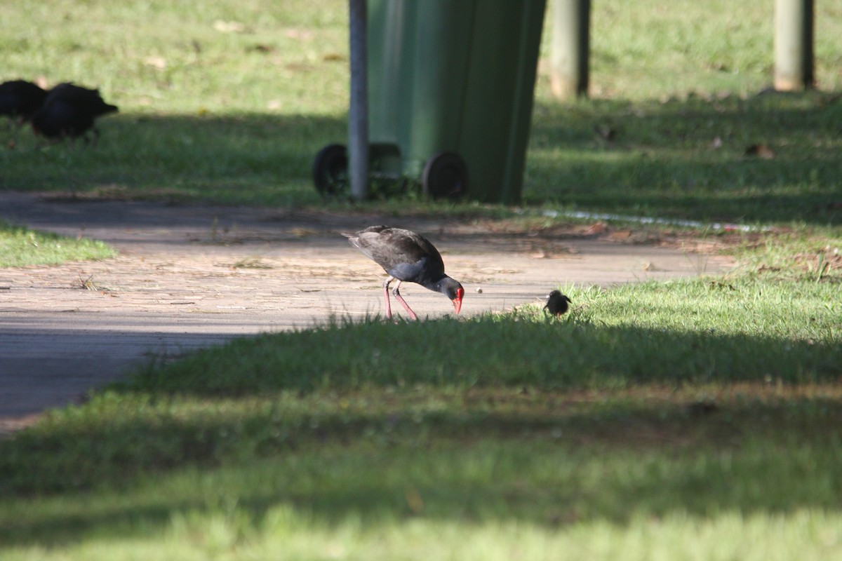 Australasian Swamphen - ML293487461