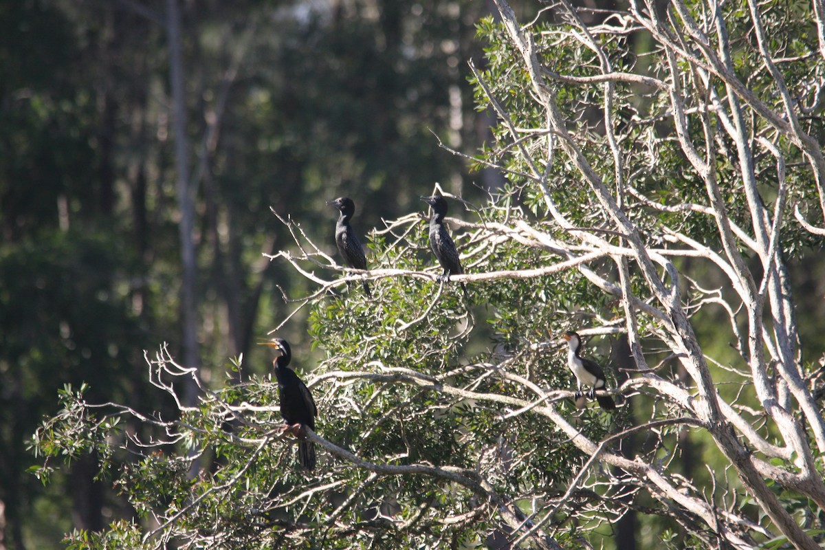 Australasian Darter - ML293487521
