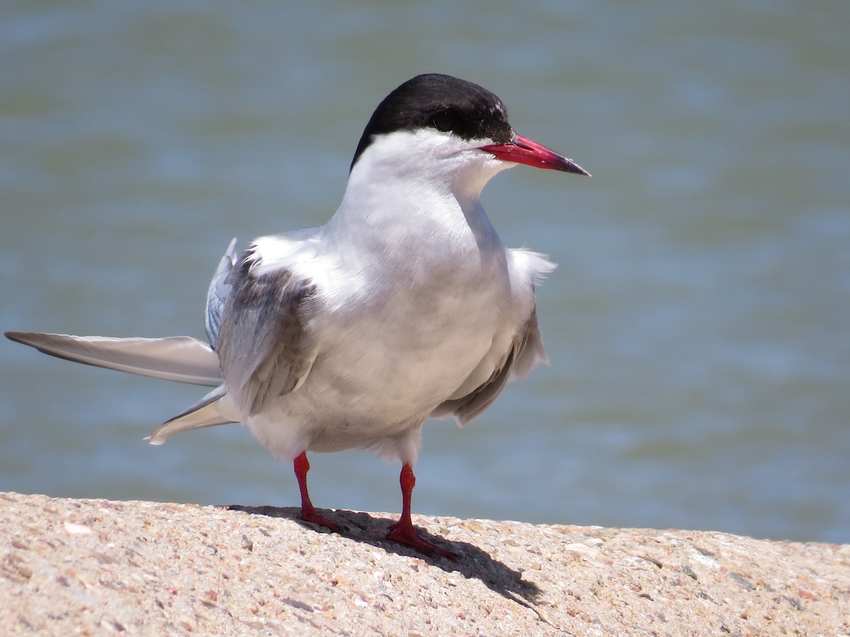 Common Tern - ML29348781