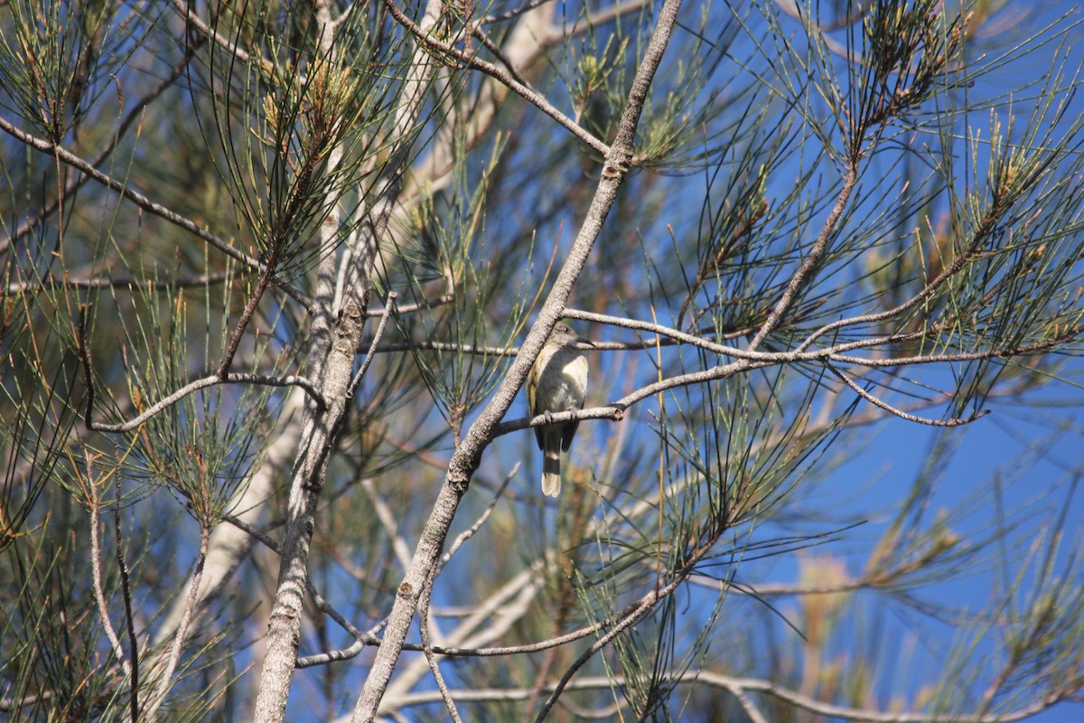 Brown Honeyeater - ML293487931