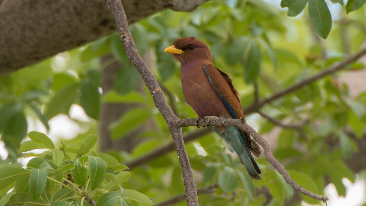 Broad-billed Roller - ML293488201