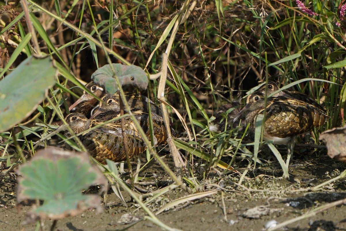 Greater Painted-Snipe - ML293488251