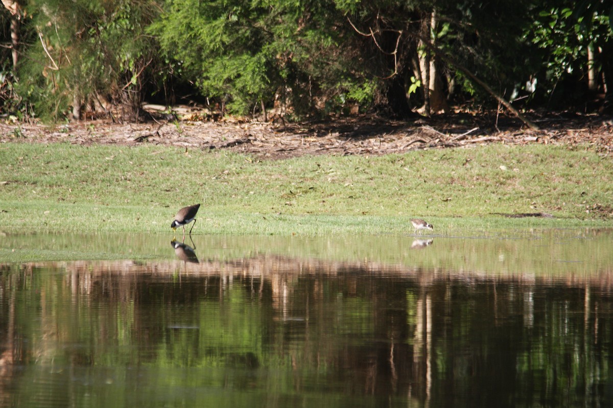 Masked Lapwing - ML293488331