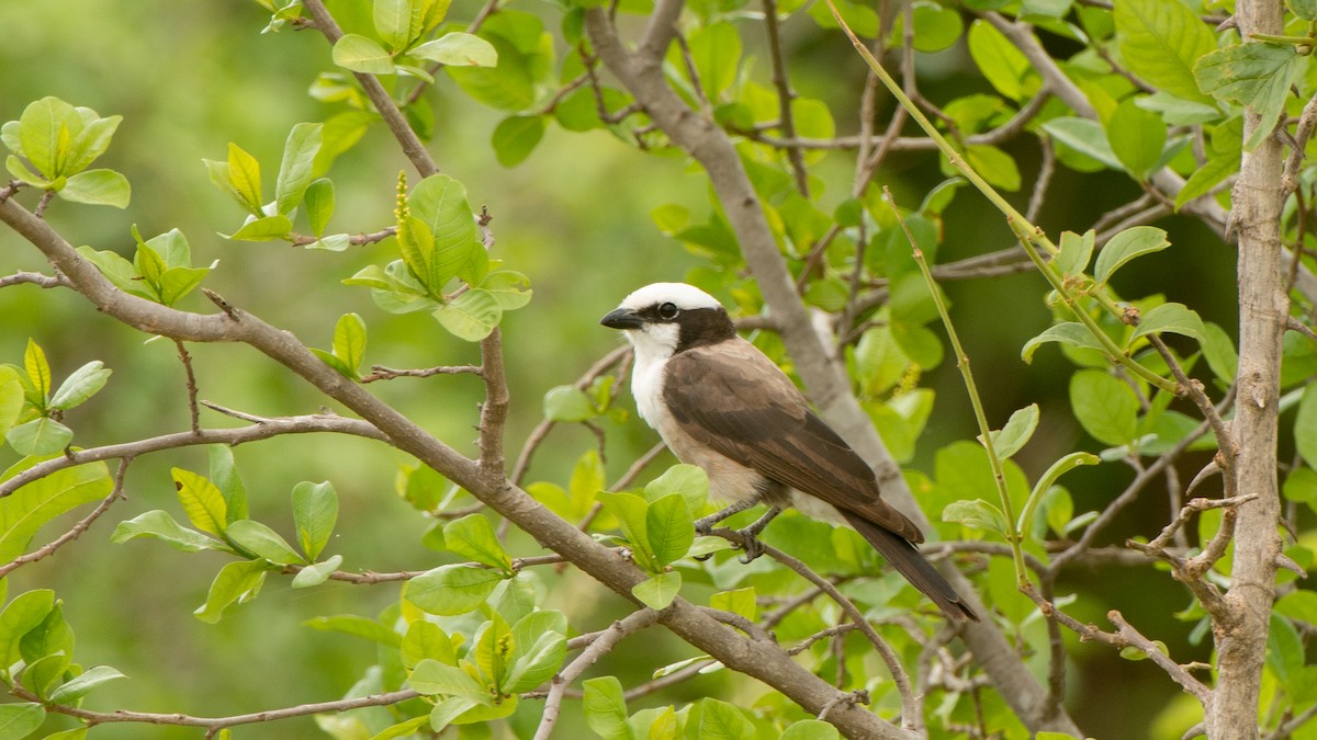 White-rumped Shrike - ML293488371