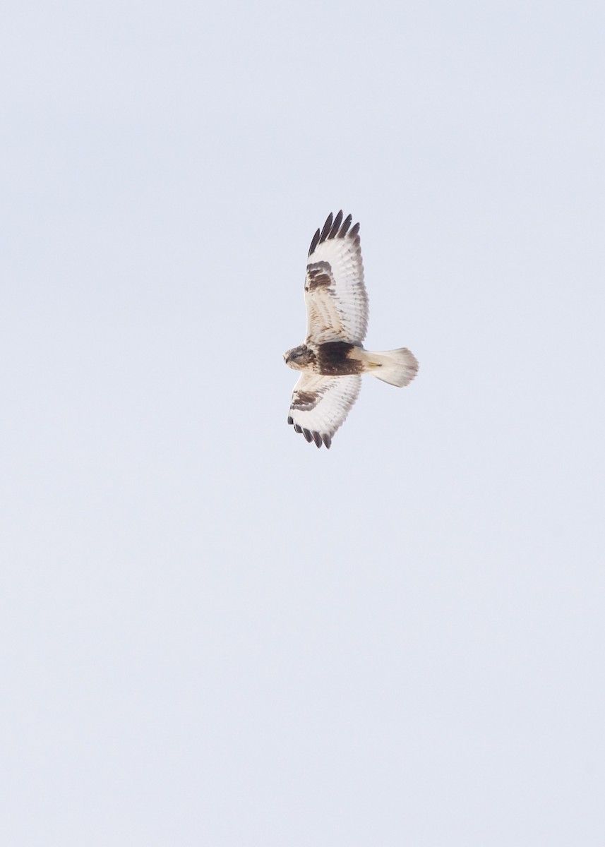 Rough-legged Hawk - ML293488771