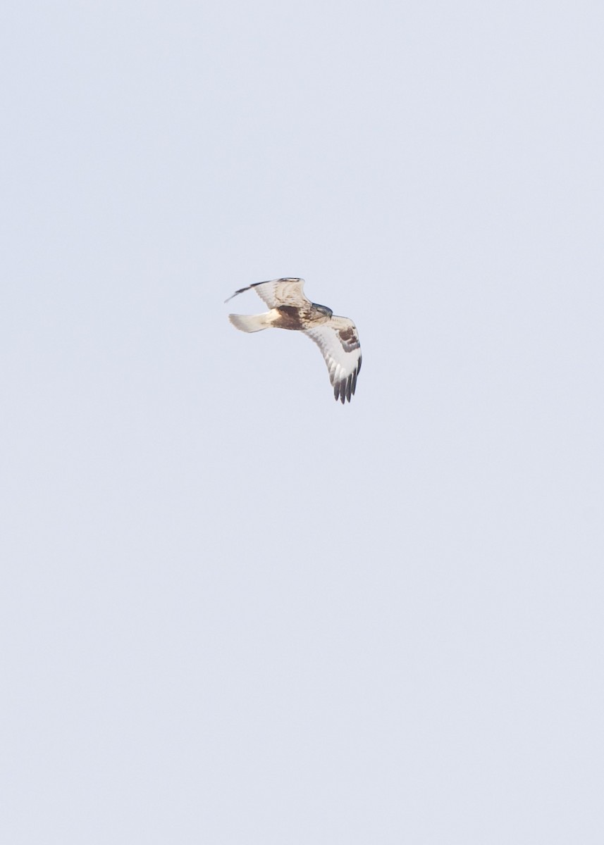 Rough-legged Hawk - ML293488781