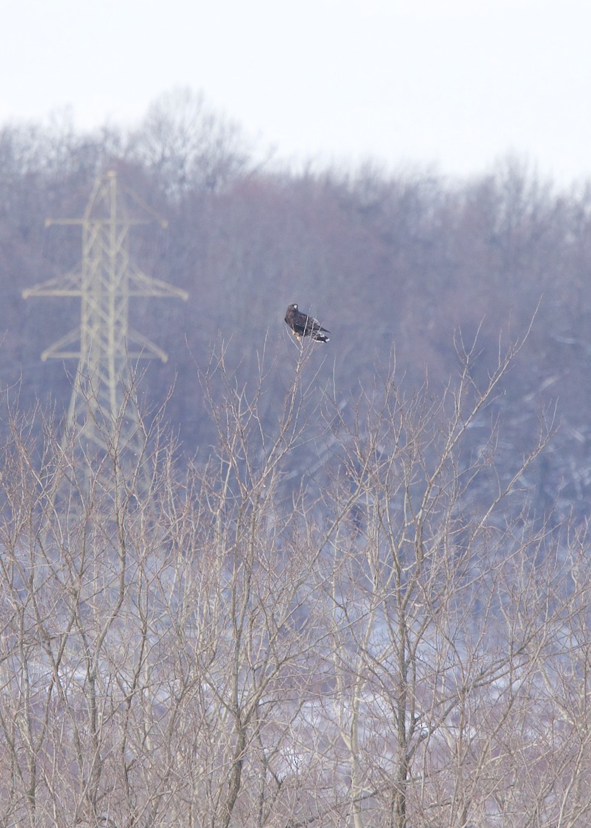 Rough-legged Hawk - ML293488791