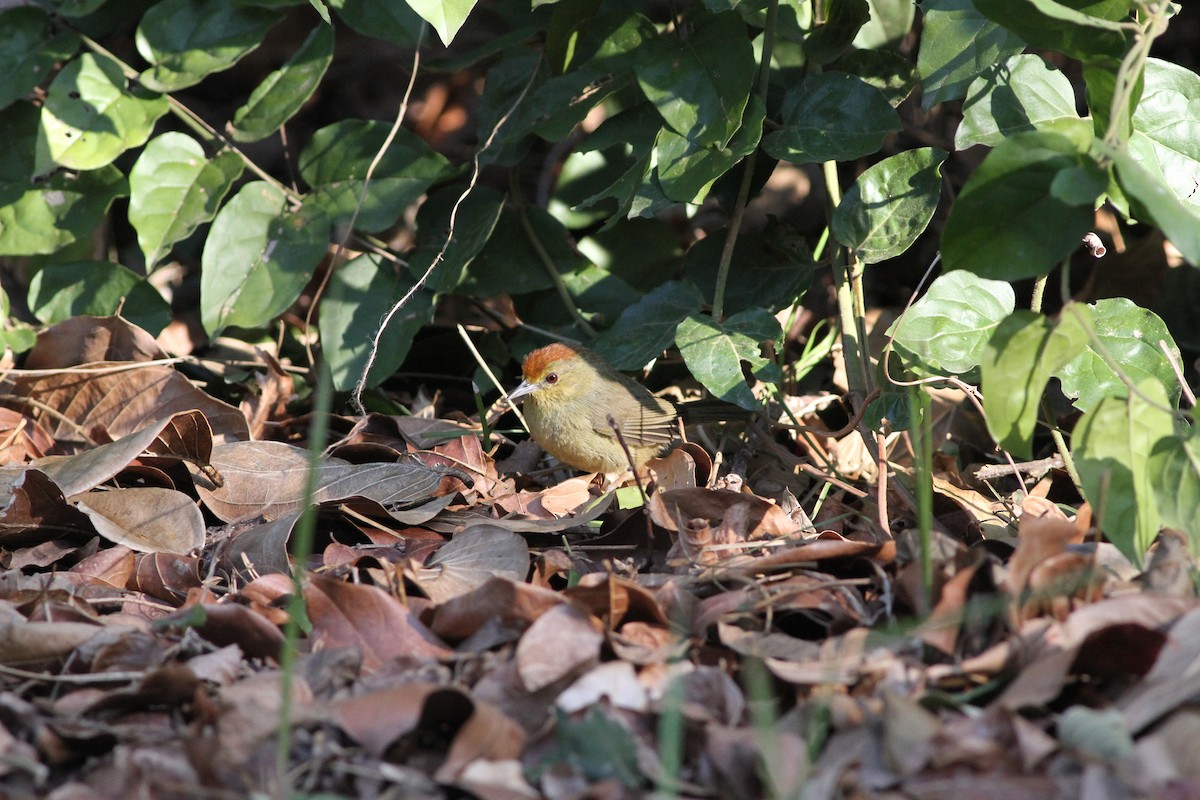 Rufous-capped Babbler - ML293489111