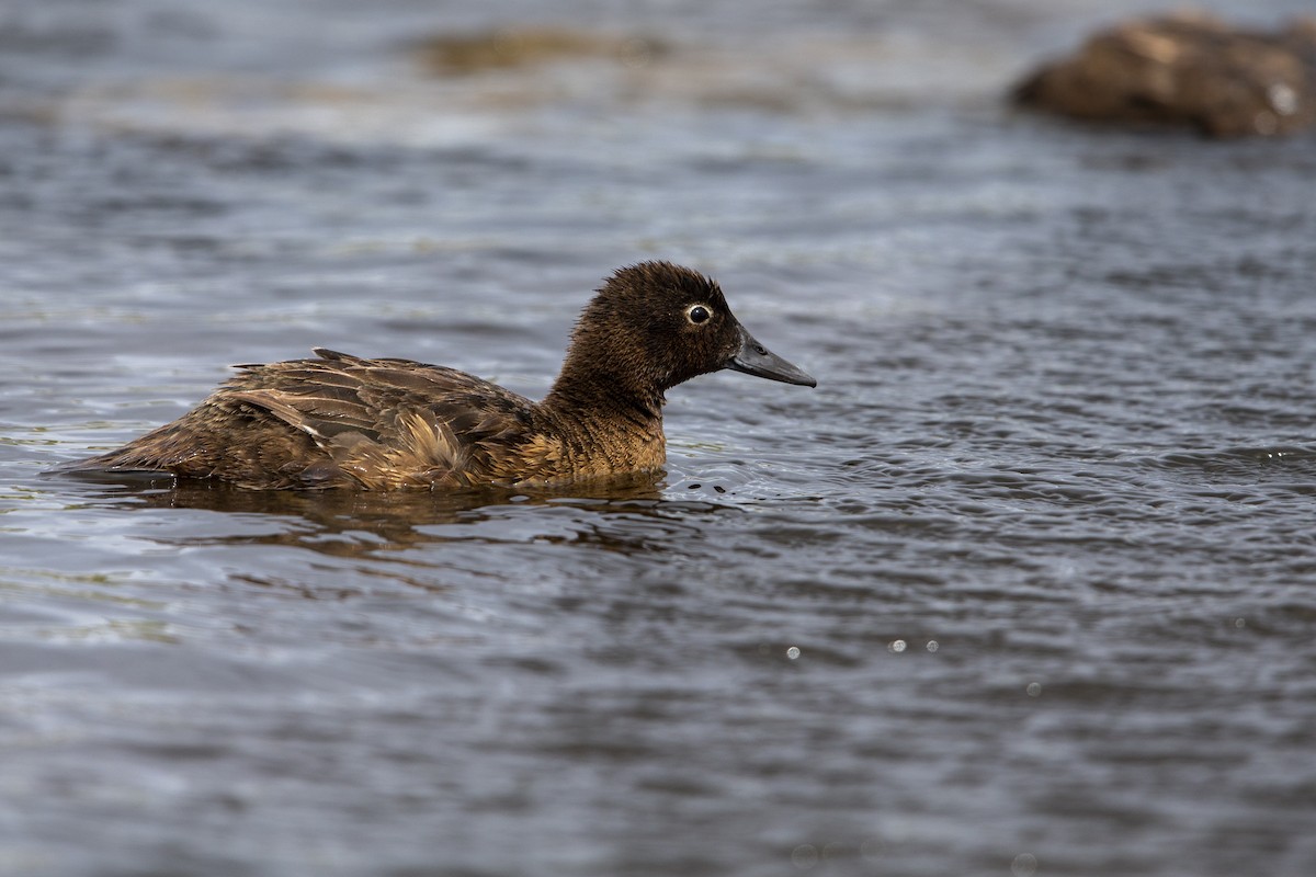 Auckland Islands Teal - Michael Stubblefield