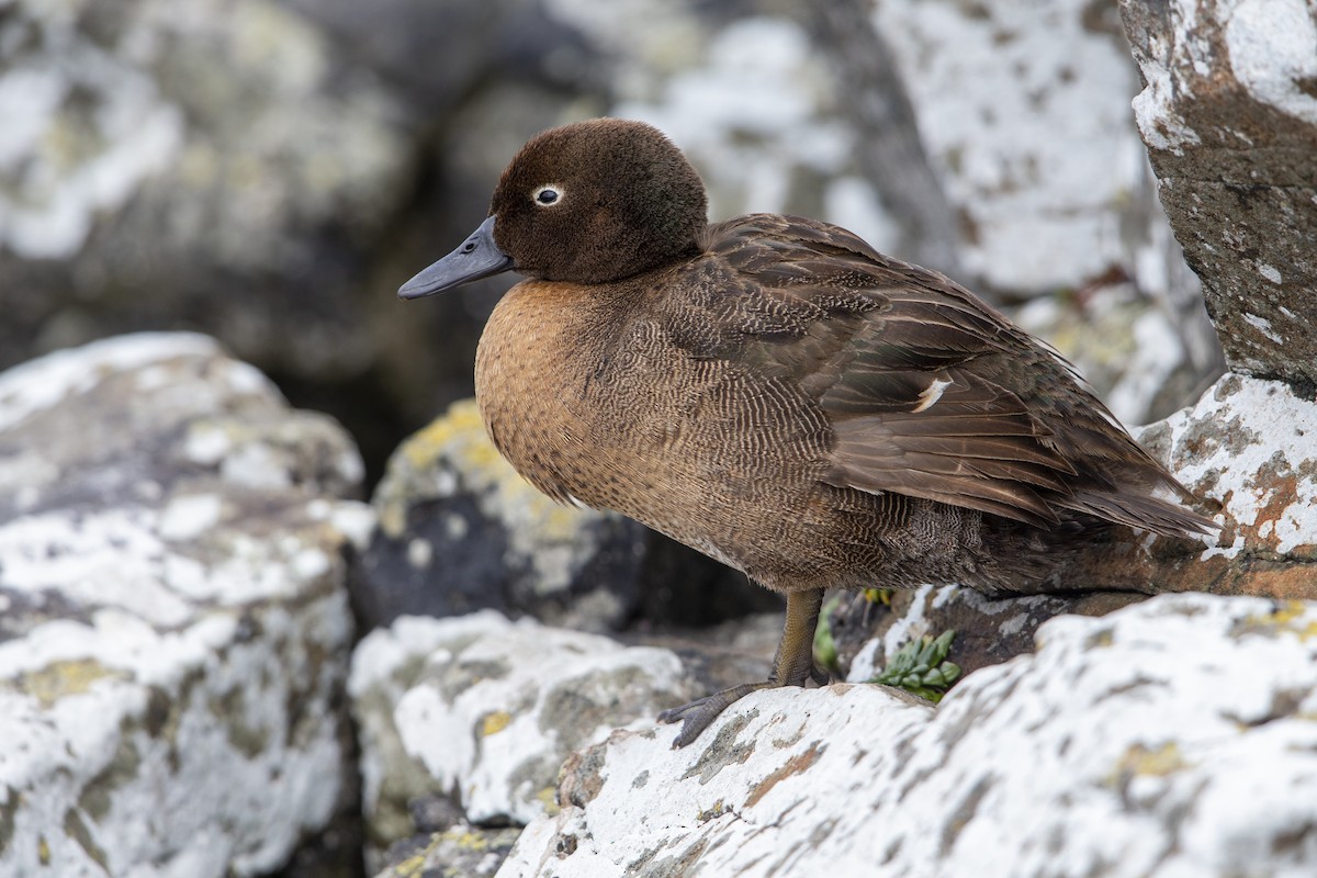 Auckland Islands Teal - Michael Stubblefield