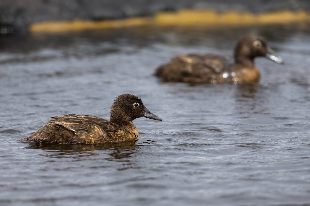 Auckland Islands Teal - Michael Stubblefield