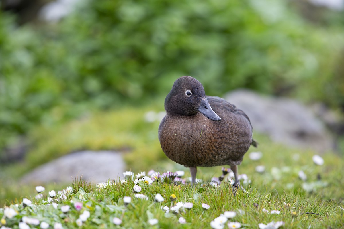 Auckland Islands Teal - Michael Stubblefield