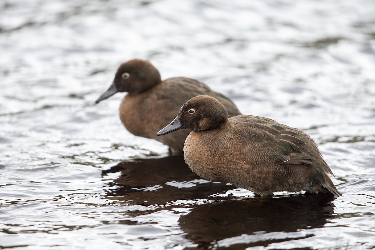 Auckland Islands Teal - Michael Stubblefield