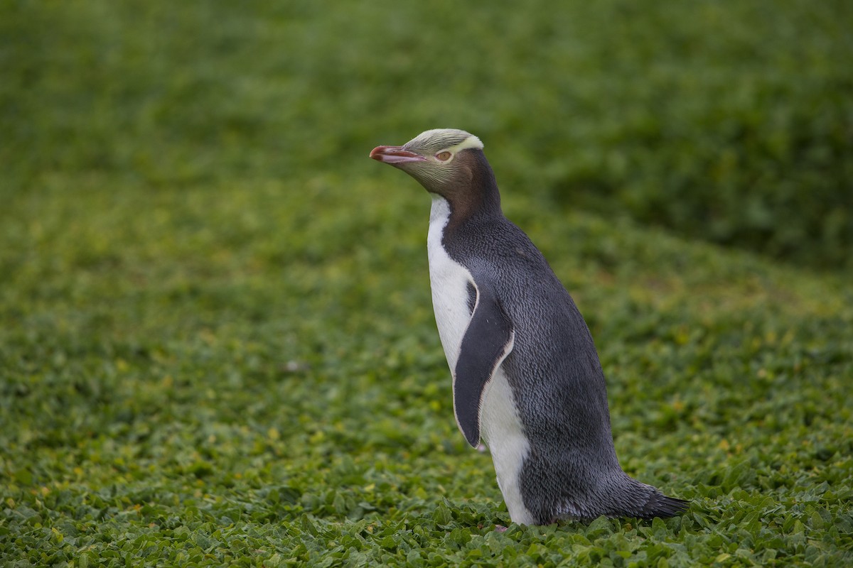 Yellow-eyed Penguin - Michael Stubblefield