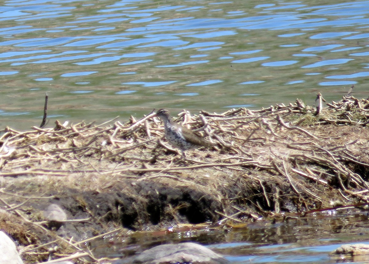 Spotted Sandpiper - ML29349041