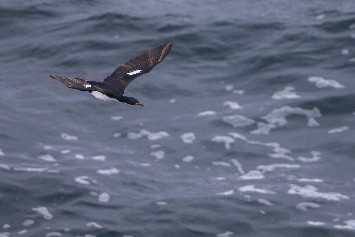 Auckland Islands Shag - ML293490411