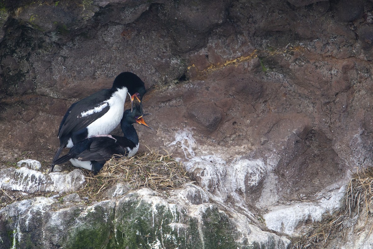 Auckland Islands Shag - ML293490431