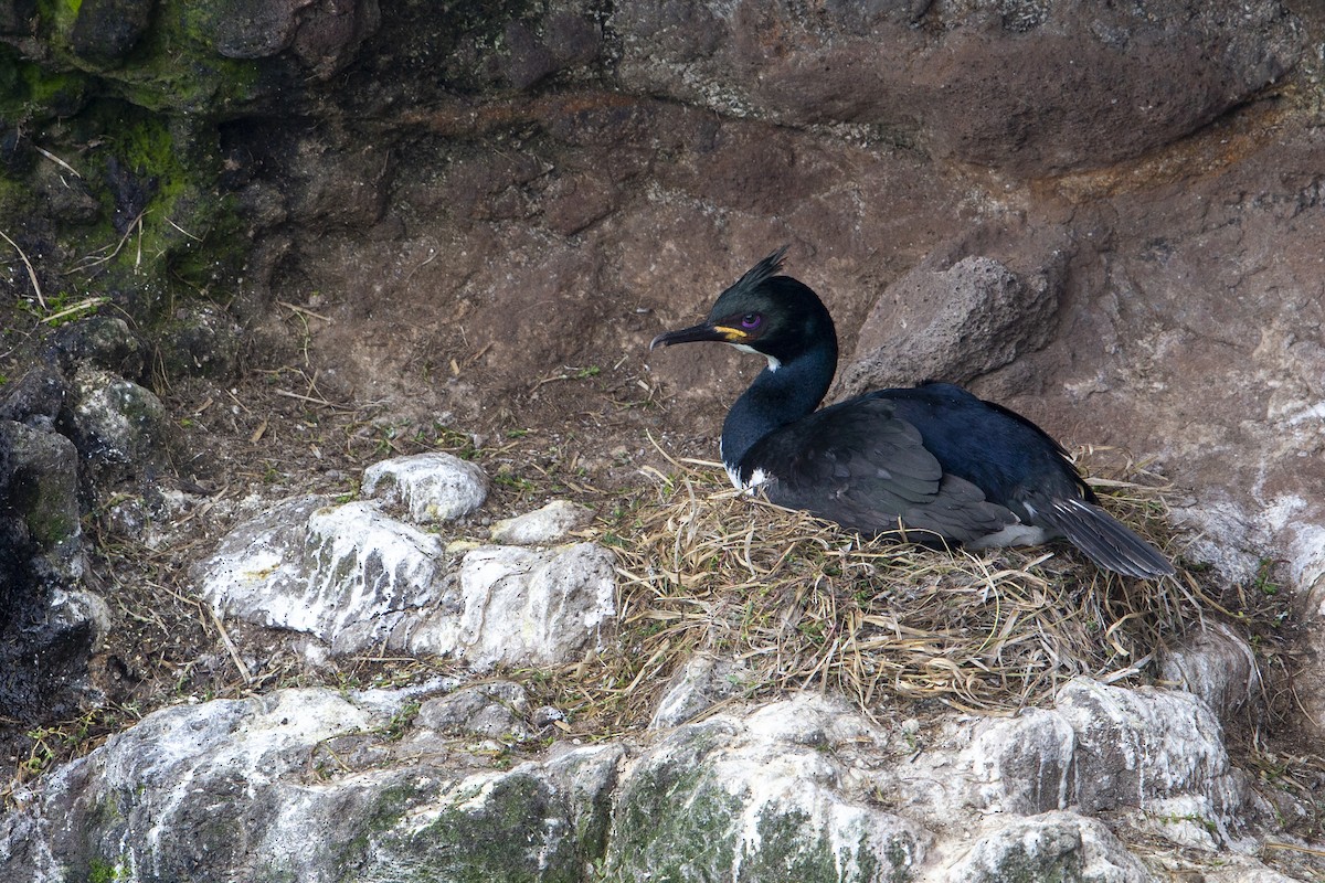 Auckland Islands Shag - ML293490451