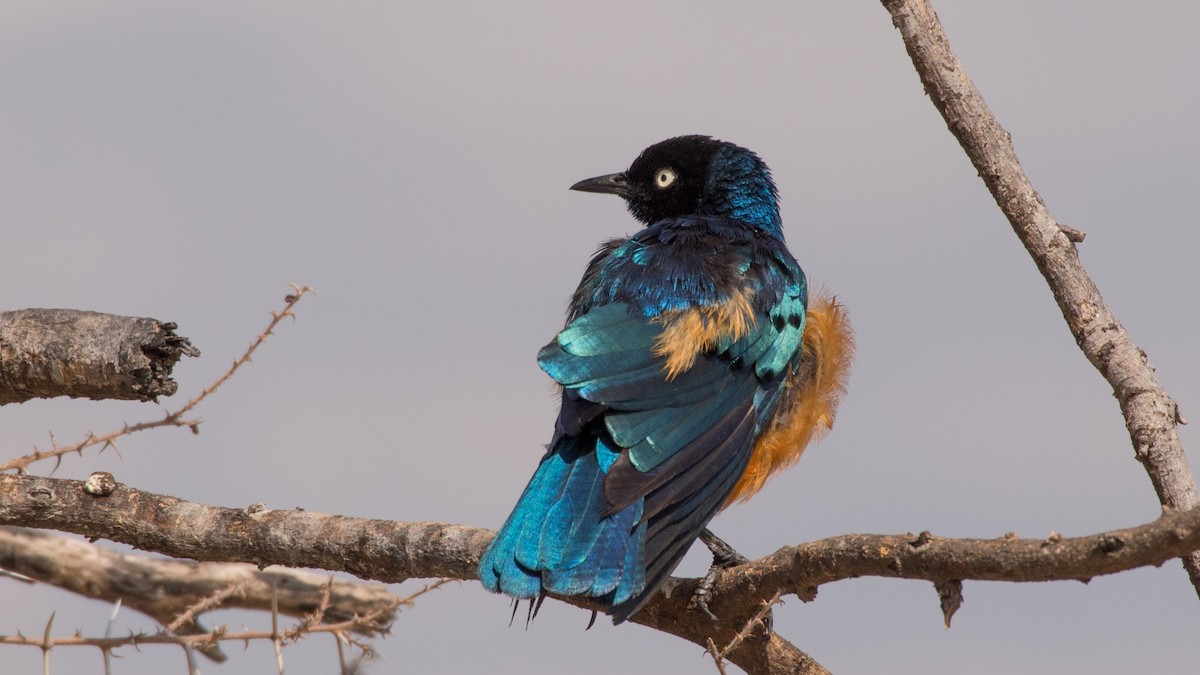 Superb Starling - Eric van Poppel