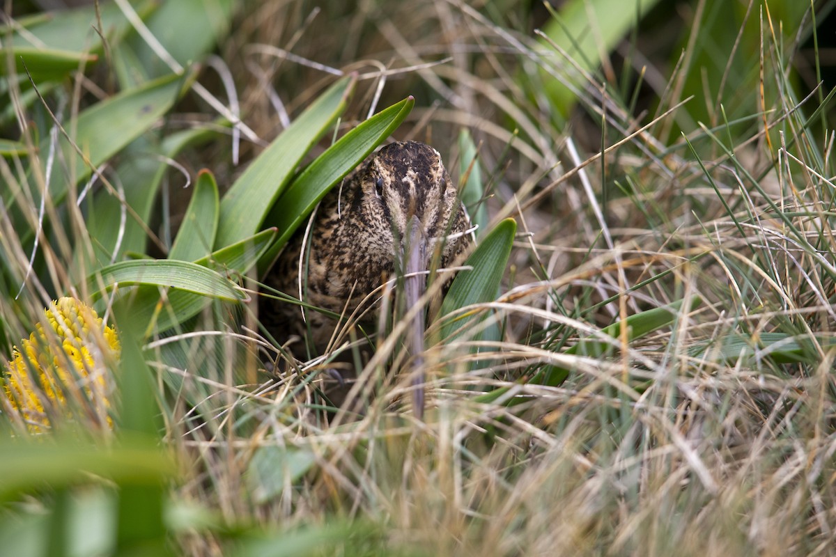 Subantarctic Snipe - ML293490671
