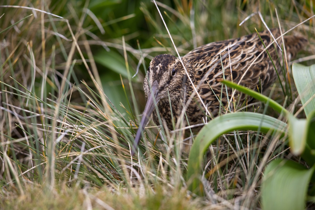 Subantarctic Snipe - ML293490681