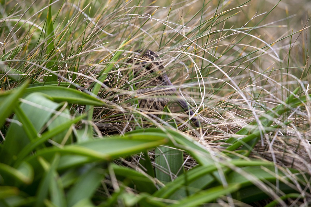 Subantarctic Snipe - ML293490691