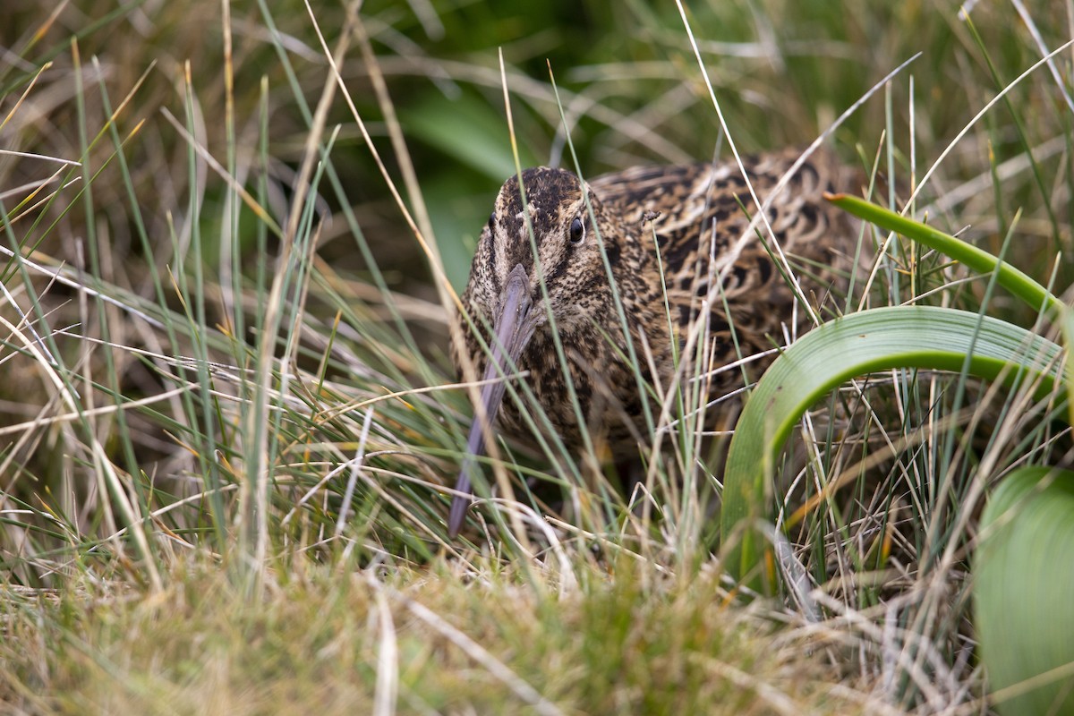 Subantarctic Snipe - ML293490701