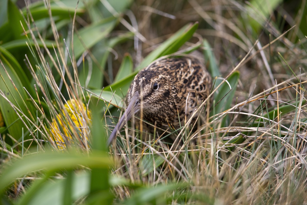 Subantarctic Snipe - ML293490711