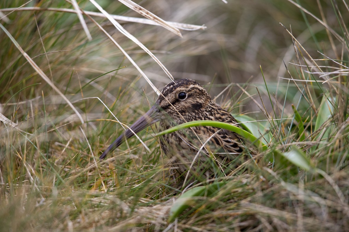 Subantarctic Snipe - ML293490761