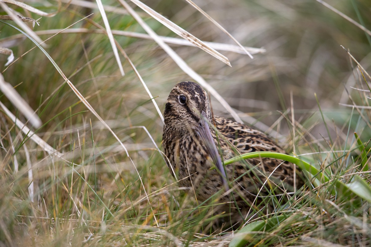 Subantarctic Snipe - ML293490771