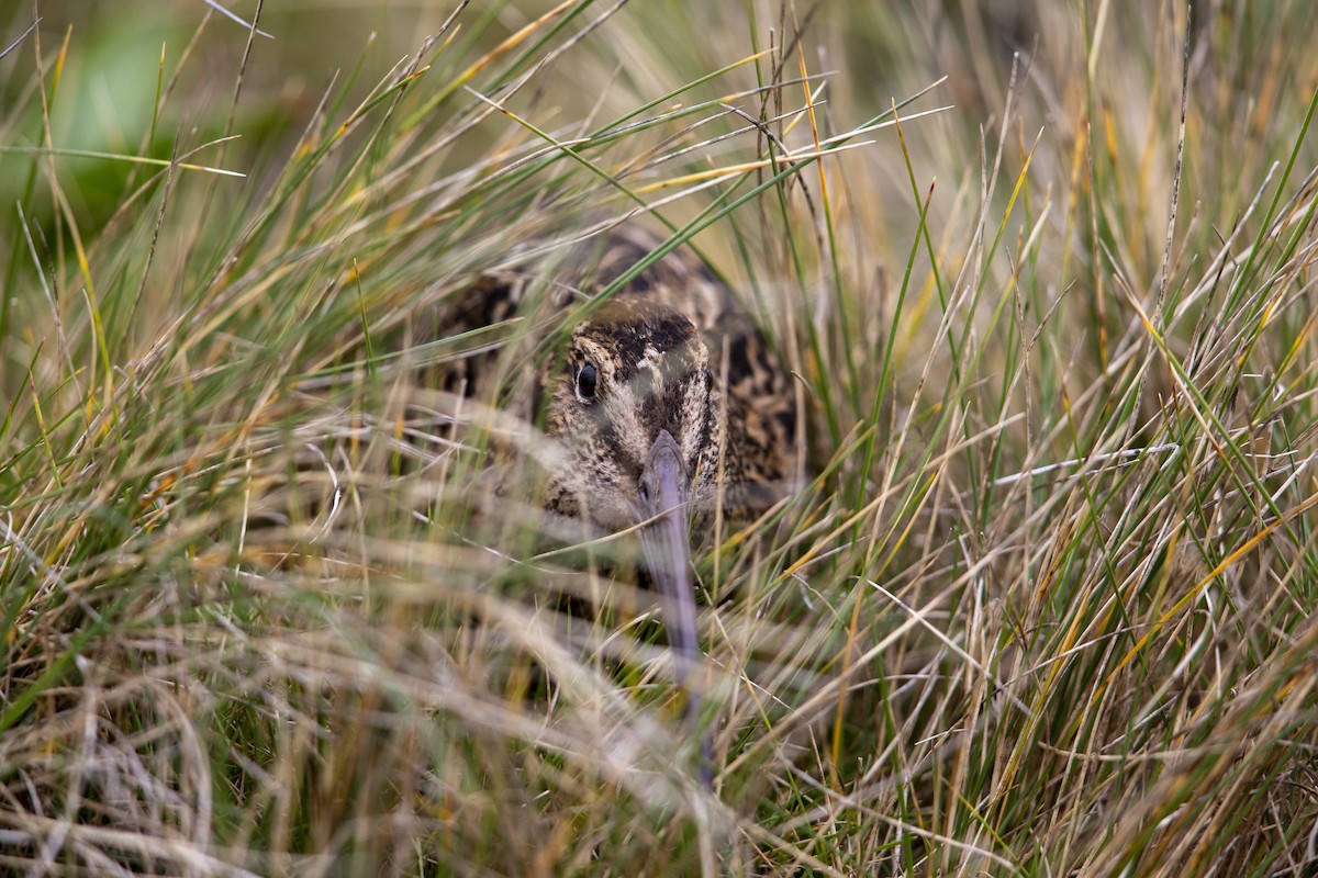 Subantarctic Snipe - ML293490781