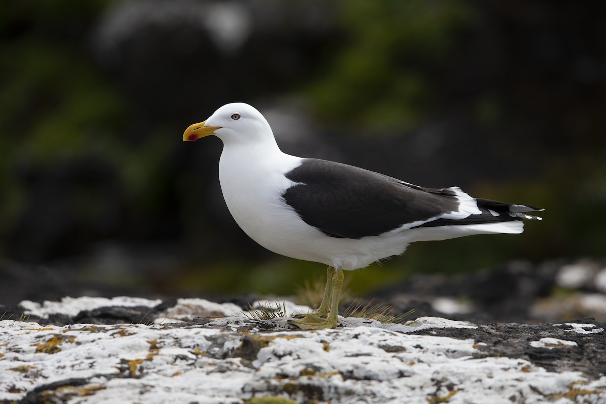 Kelp Gull - ML293491071