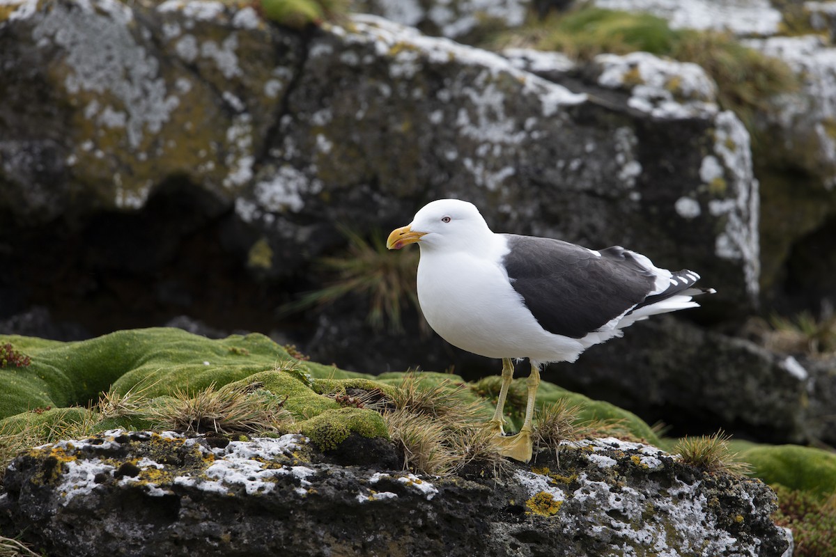 Kelp Gull - ML293491081