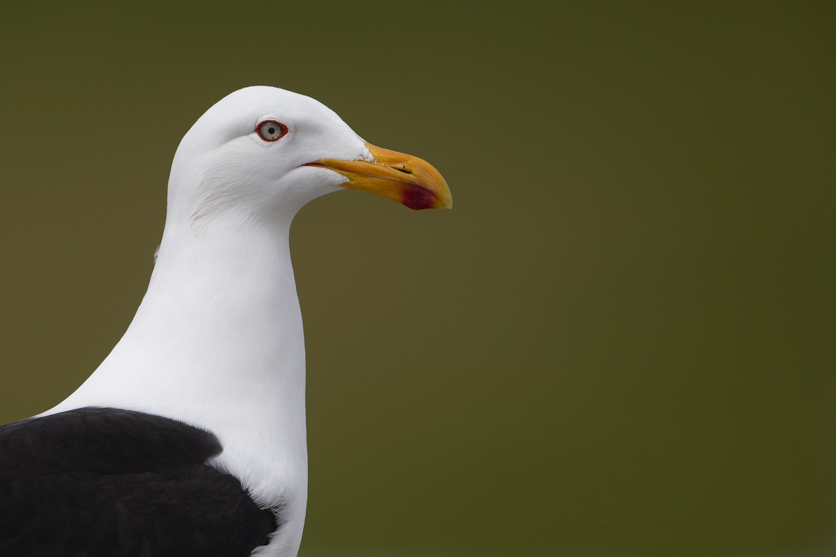 Kelp Gull - ML293491111