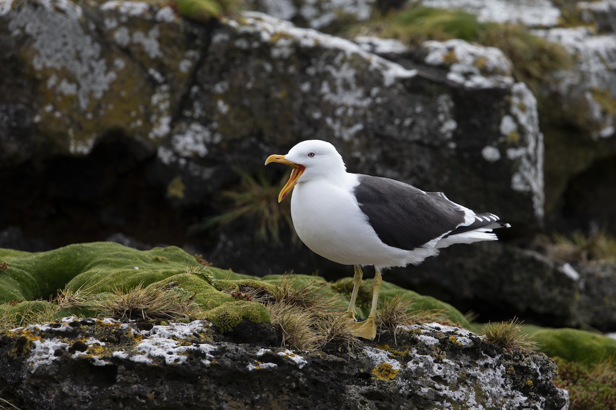 Kelp Gull - ML293491131