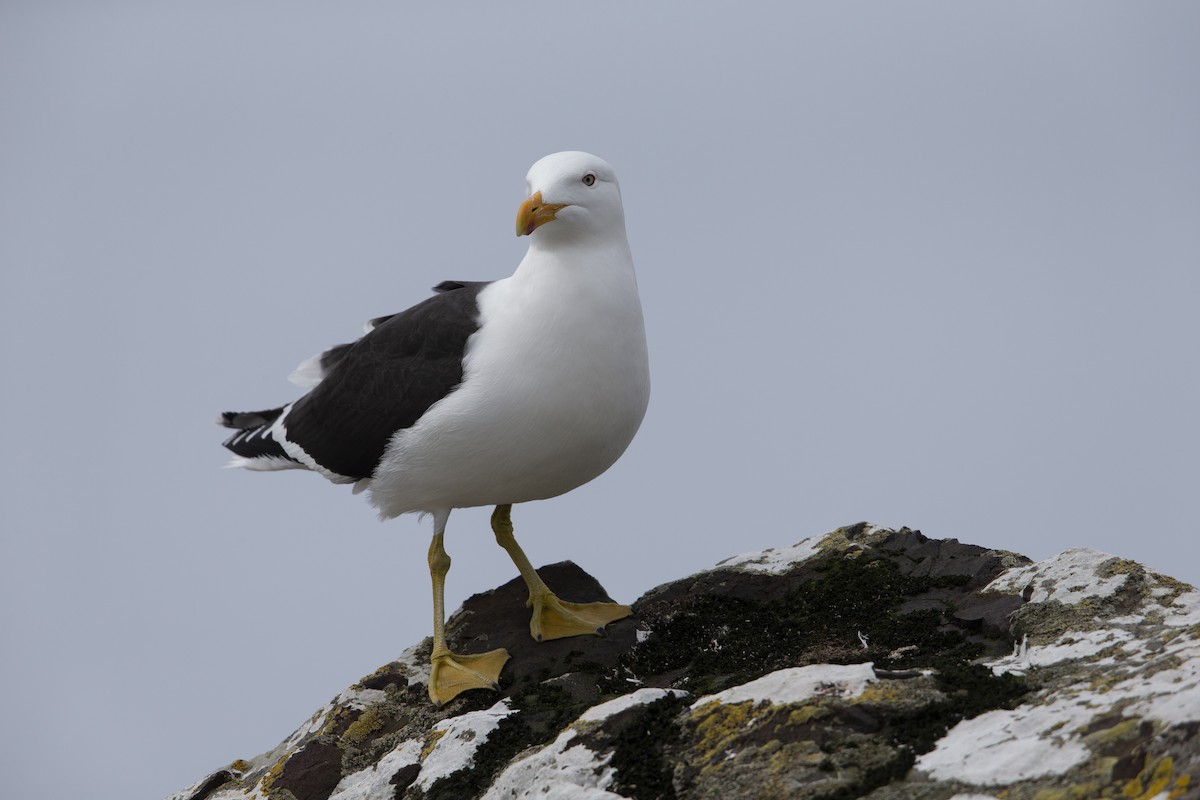 Goéland dominicain - ML293491151