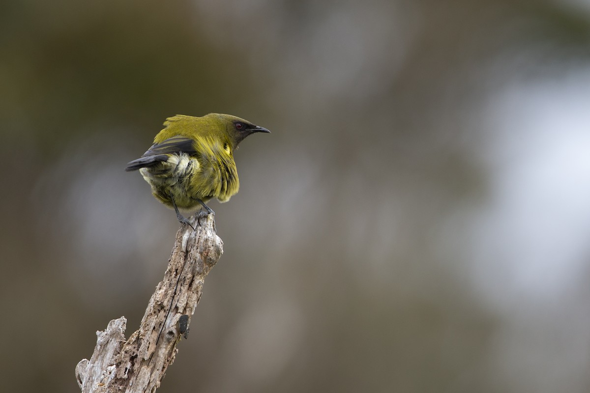 New Zealand Bellbird - ML293491291