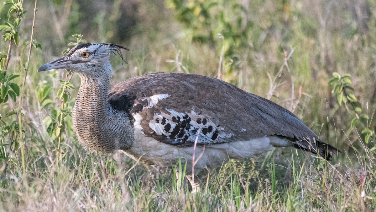 drop kori - ML293491761