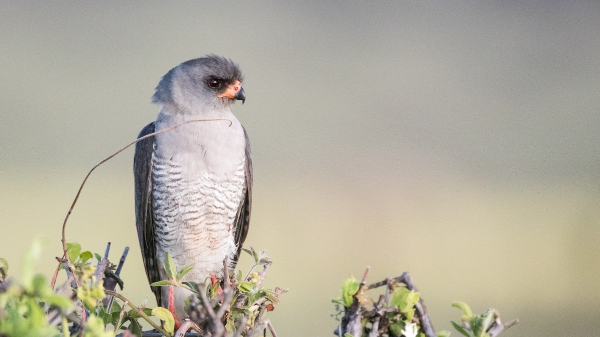Gabar Goshawk - Matt Schiller