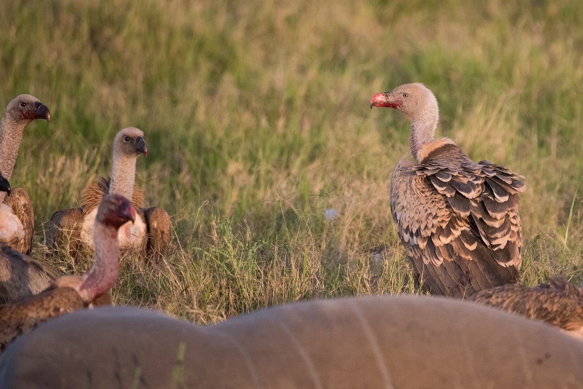 Rüppell's Griffon - ML293491831