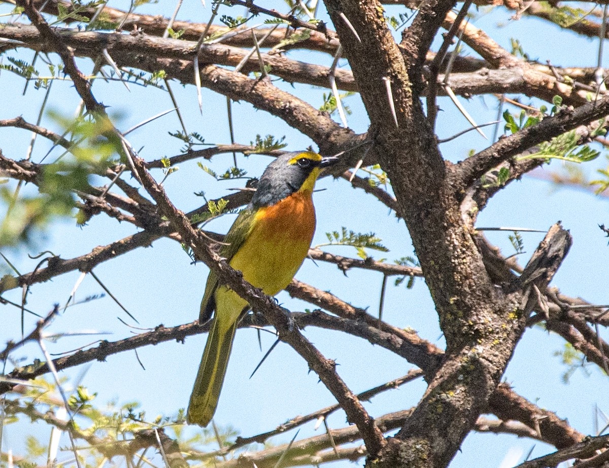 Sulphur-breasted Bushshrike - Matt Schiller