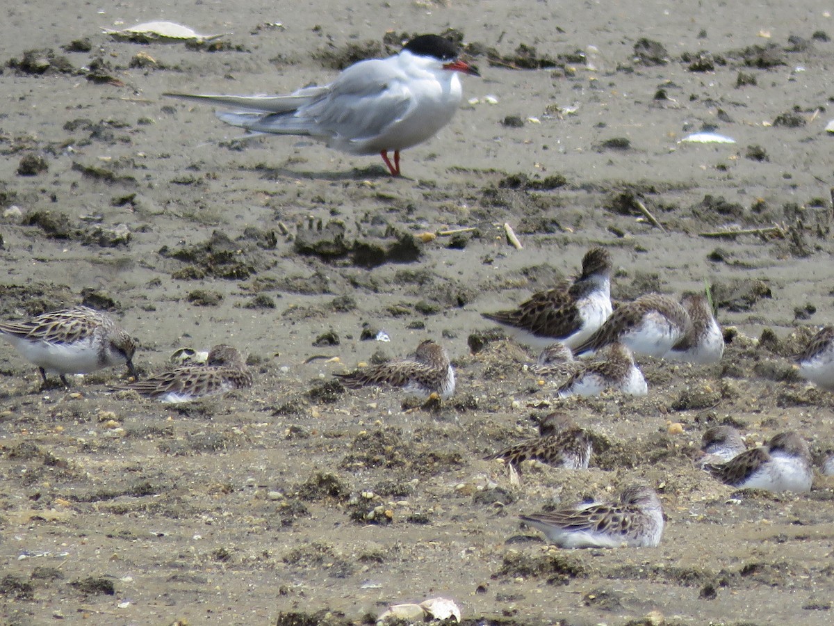 Common Tern - ML29349421