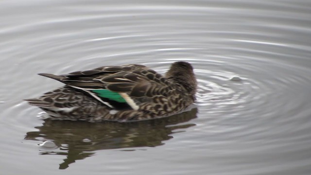 Green-winged Teal - ML293495841