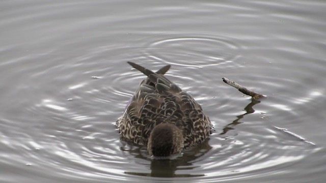 Green-winged Teal - ML293495891