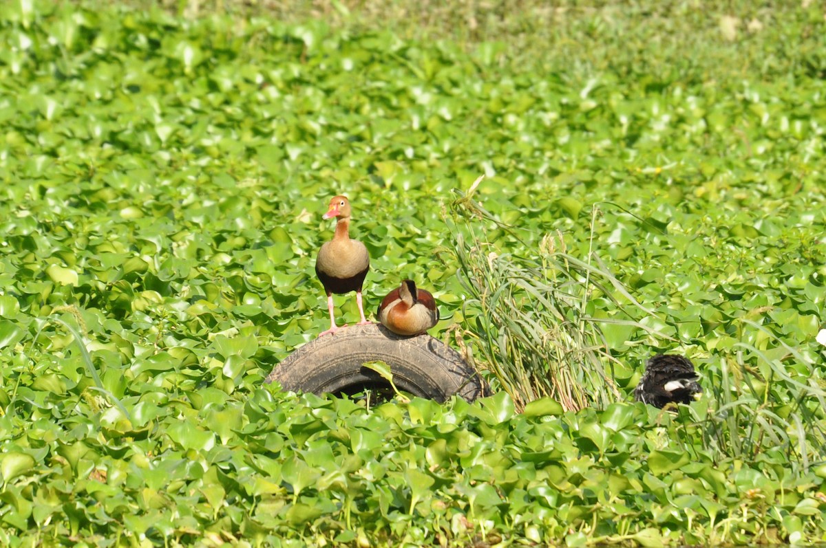 Black-bellied Whistling-Duck - ML293496361