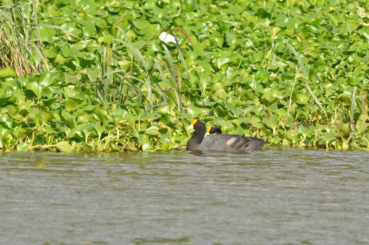 Foulque leucoptère - ML293496621