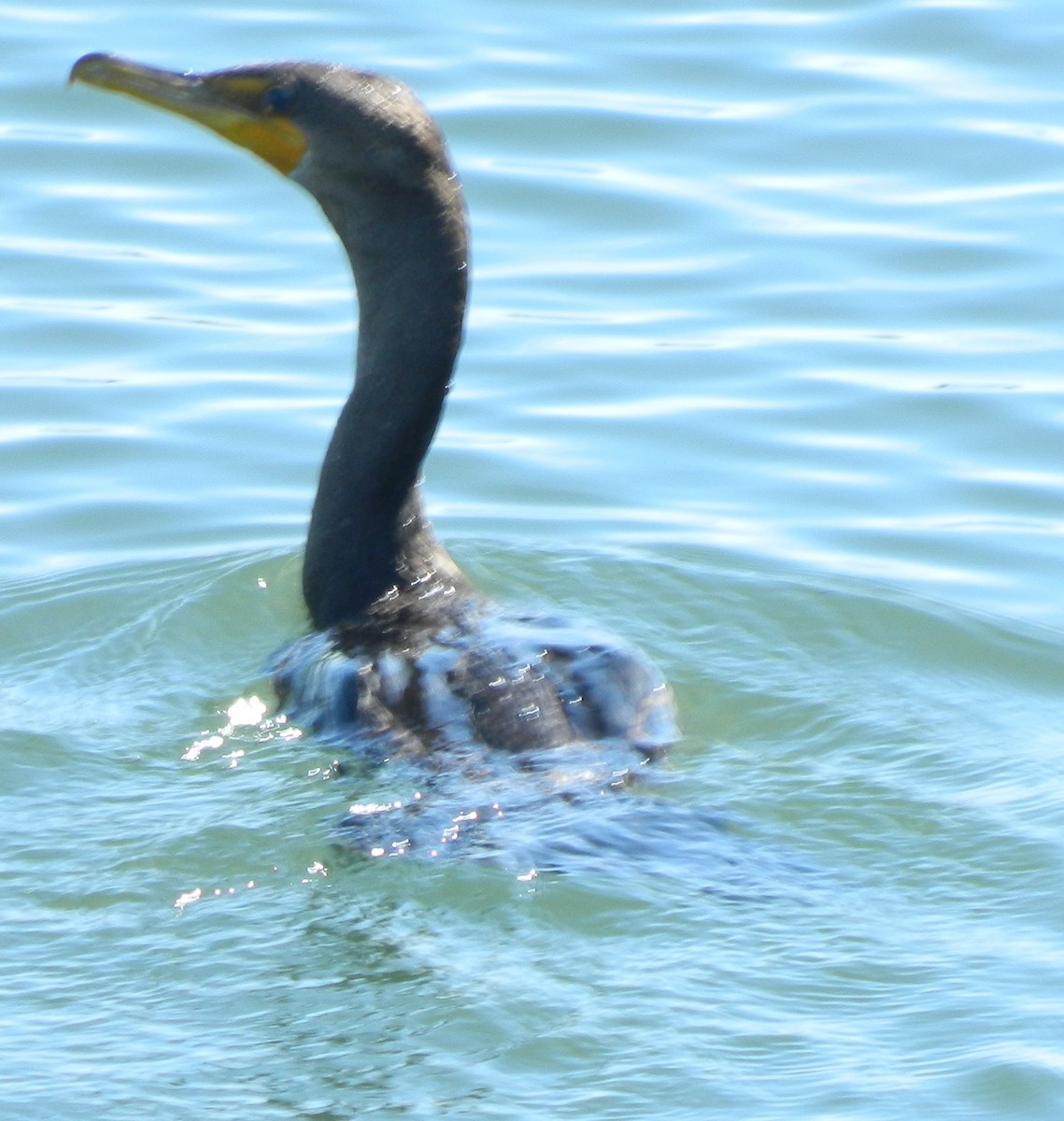 Double-crested Cormorant - Sally Anderson