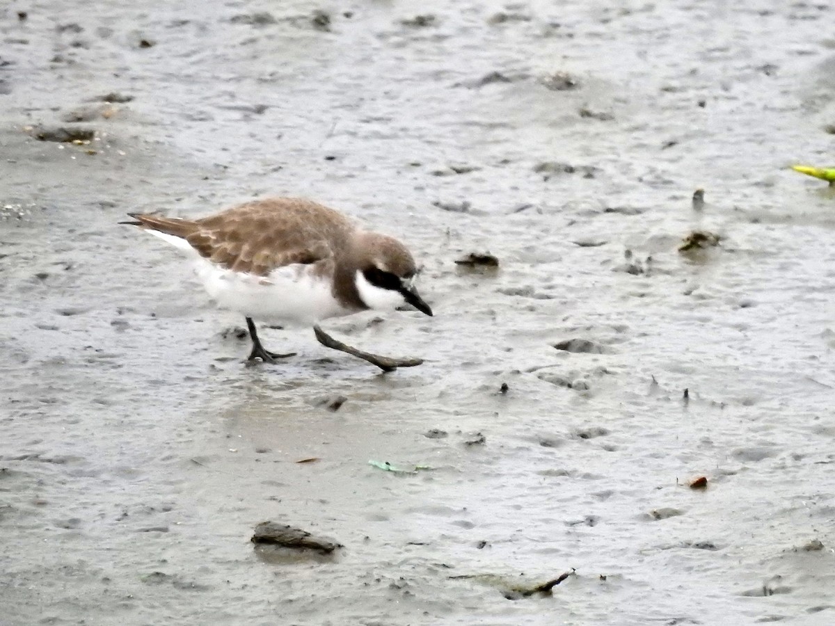 Siberian/Tibetan Sand-Plover - chuang K2